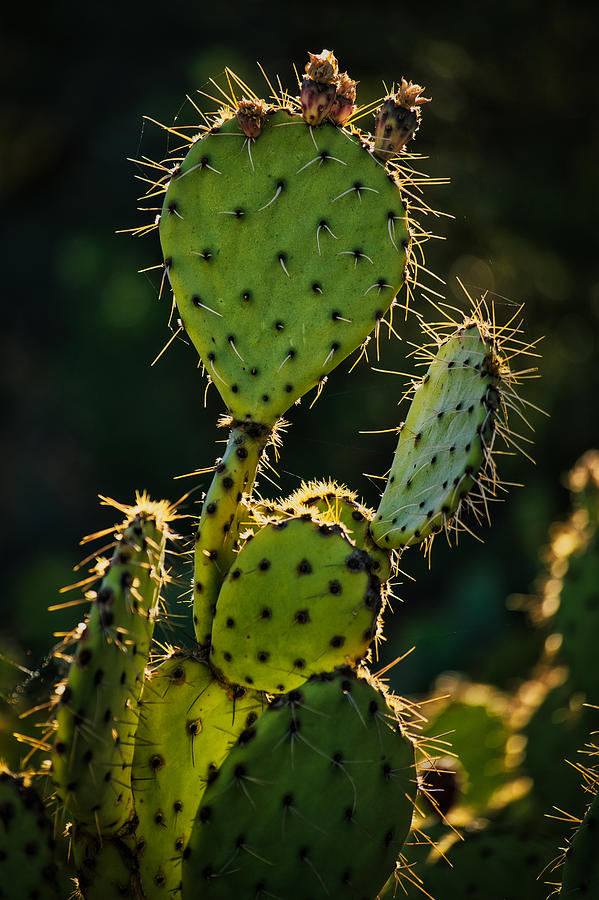 Backlit Cactus at Dawn - Sedona Photograph by Stuart Litoff