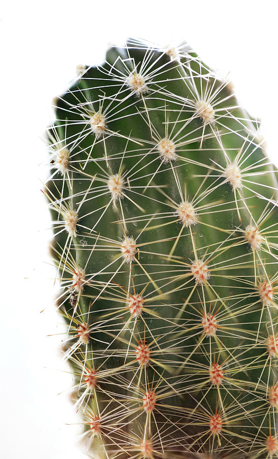 Backlit Cactus Details Photograph by Dan Sproul