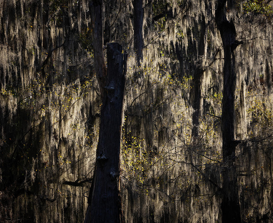 Backlit Caddo Lake Photograph by Fran Gallogly