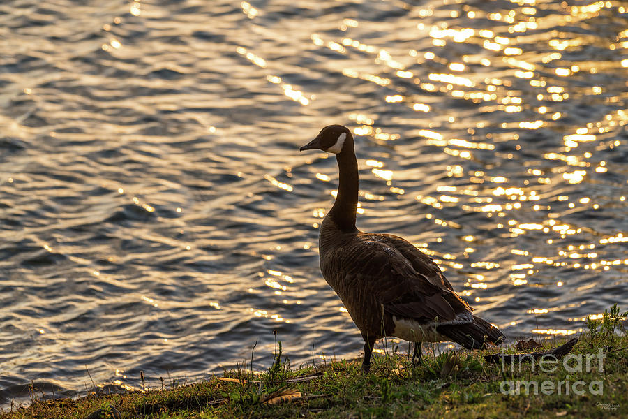 Backlit Canada Goose Sunset Photograph by Jennifer White