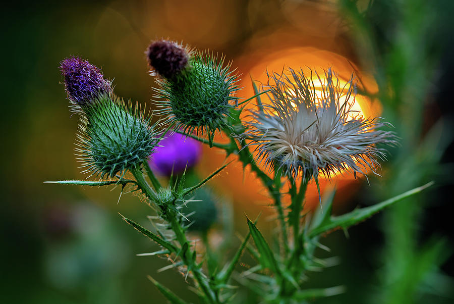 Backlit Canadian Thistle bloom at sunset Photograph by Peter Herman