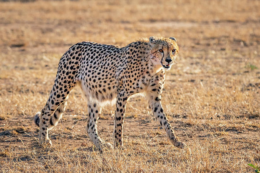 Backlit Cheetah Photograph by Elvira Peretsman
