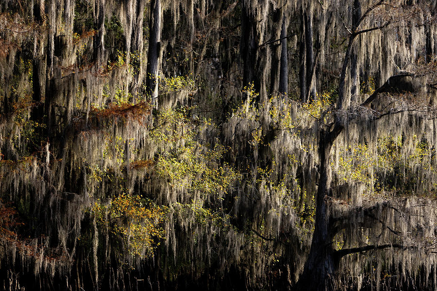 Backlit Cypress Trees Photograph by Fran Gallogly