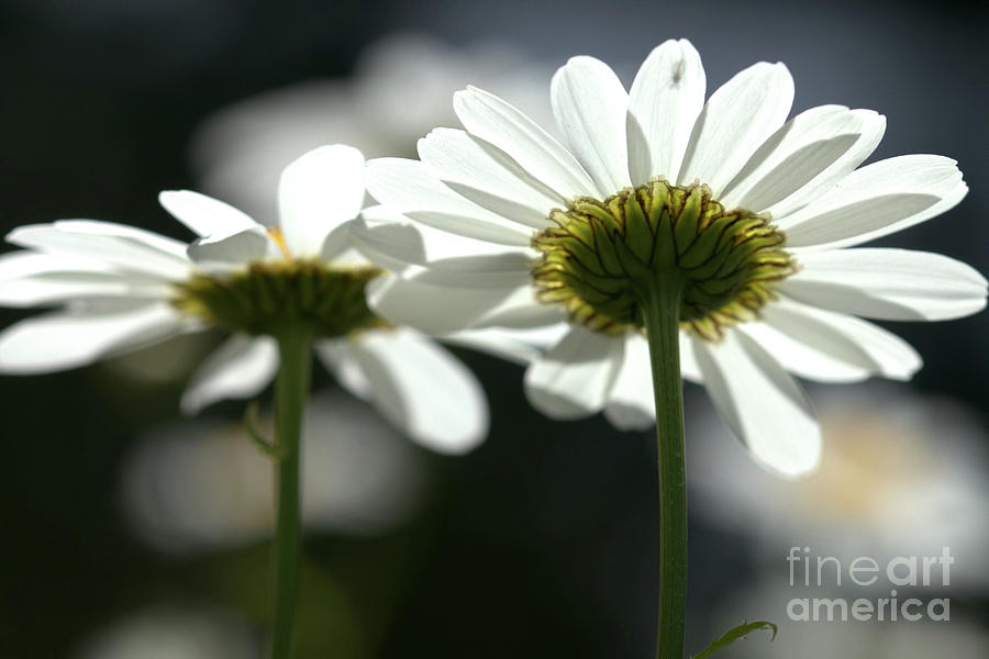 Backlit Daisies  Photograph by Stephen Melia
