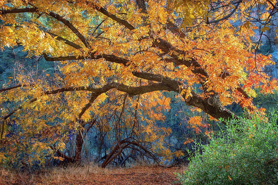 Backlit Fall Foliage and Tree in Boyce Thompson Arboretum Photograph by Dave Dilli