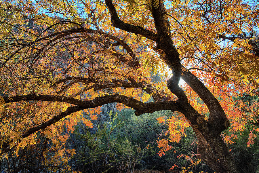 Backlit Fall Foliage Photograph by Dave Dilli