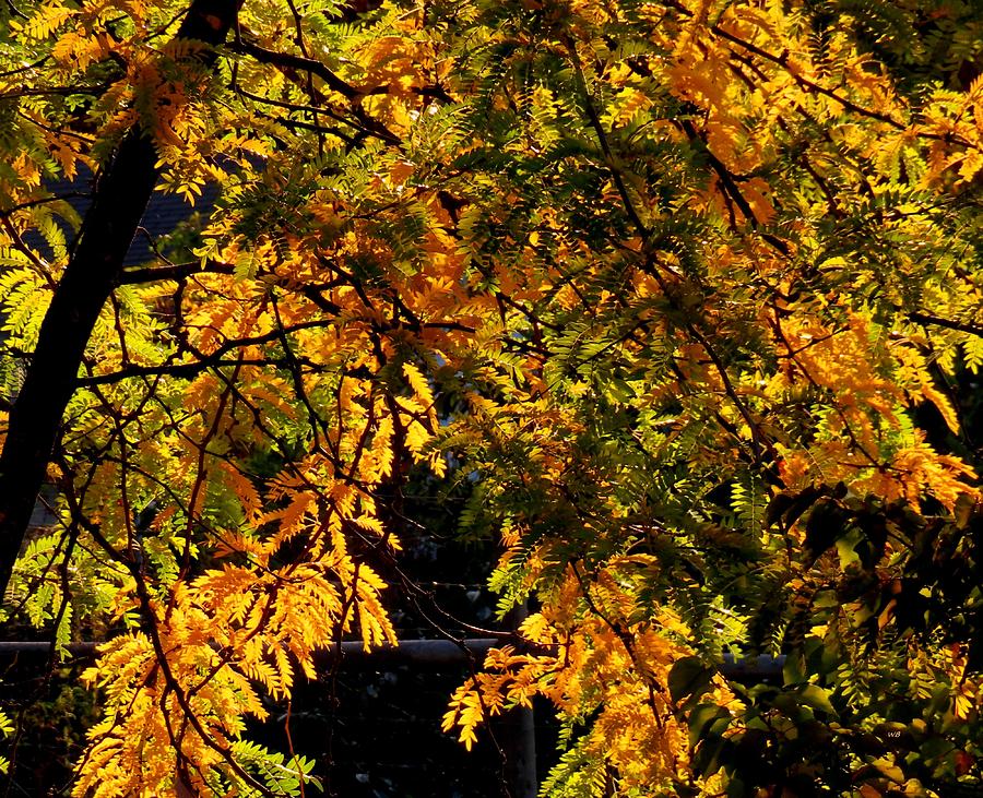 Backlit Fall Locust Tree  Photograph by Will Borden