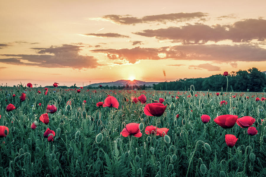 Backlit flowery field of red poppies at sunrise Photograph by Benoit Bruchez