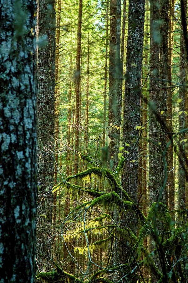 Backlit Forest Detail Photograph by Jerry Sodorff