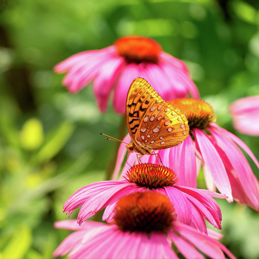 Backlit Fritillary Butterfly on Coneflower I Photograph by Marianne Campolongo