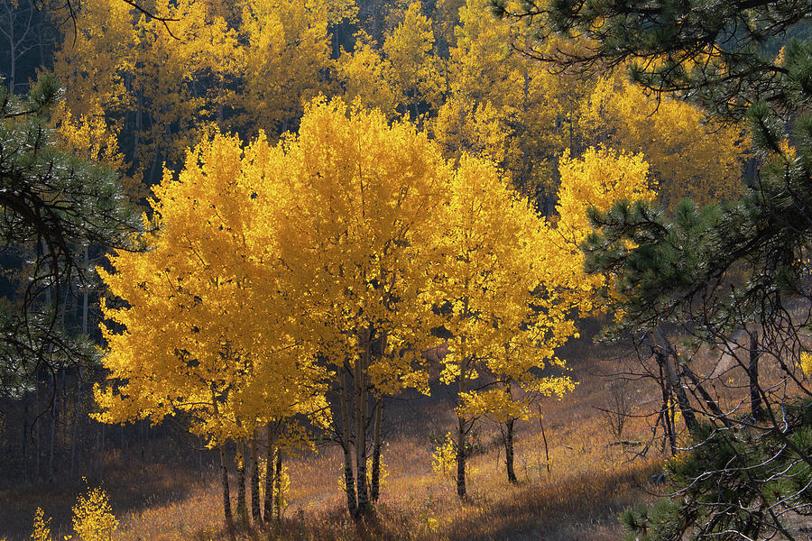 Backlit Golden Aspen Photograph by Cascade Colors