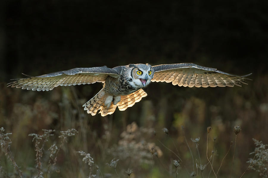 Backlit Great Horned Owl Photograph by CR Courson