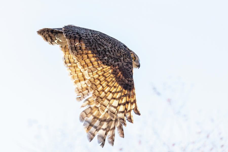 Backlit Great Horned Owl Takes Flight Photograph by Tony Hake
