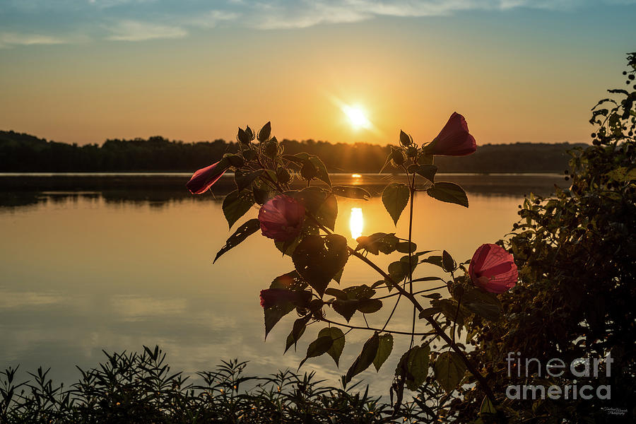 Backlit Hibiscus Sunrise Photograph by Jennifer White