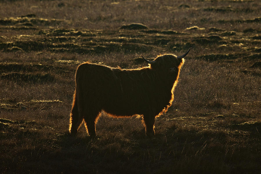 Backlit Highland Cow Photograph by Pete Walkden
