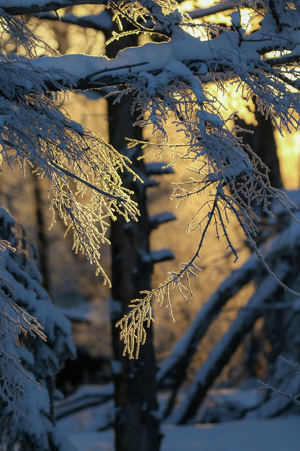 Backlit Hoarfrost Forest Photograph by Brook Burling