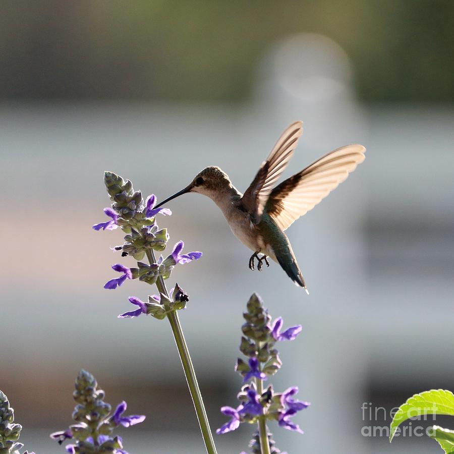 Backlit Hummingbird on Salvia Square Photograph by Carol Groenen