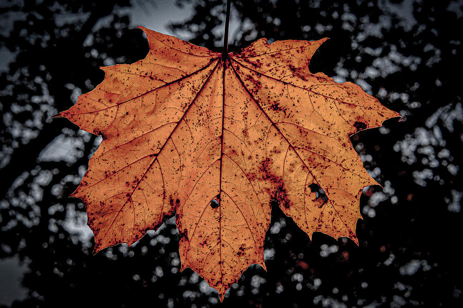 Backlit Leaf - Zion, Illinois Photograph