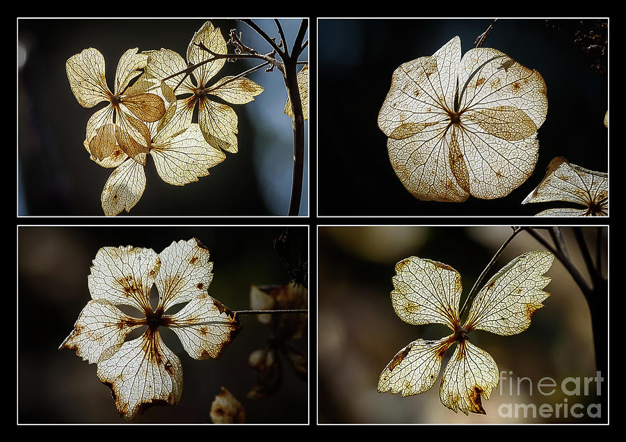 Backlit leaves Photograph by Colin Rayner