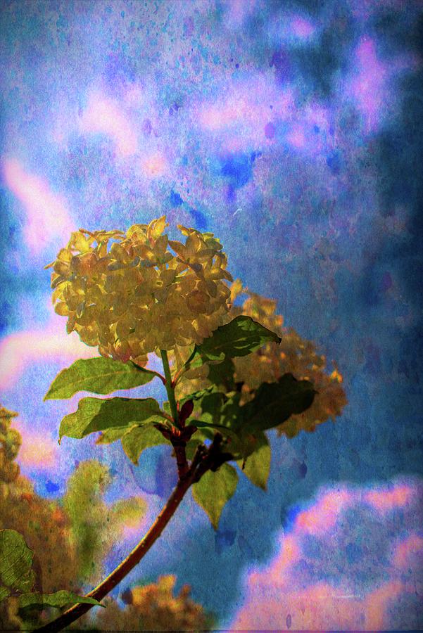 Backlit Lilac Painterly Photograph by Cathy Mahnke