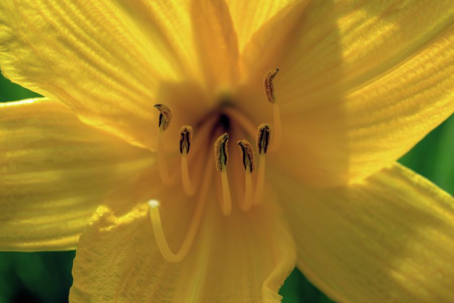 Backlit Lily 2 Photograph