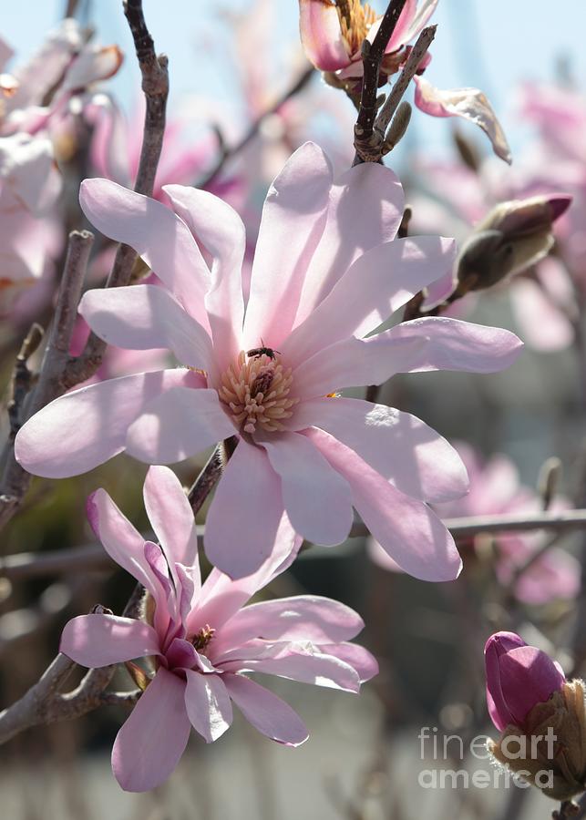 Backlit Loebner Magnolias Photograph by Carol Groenen