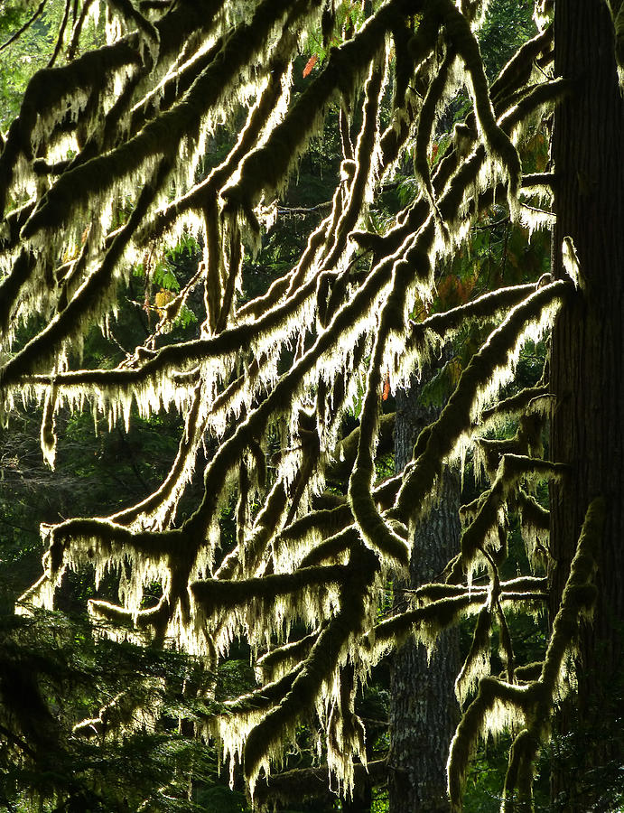 Backlit  Mossy Branches Photograph by Amelia Racca
