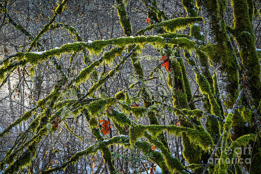 Backlit mossy maple trees,  Photograph by Michael Wheatley