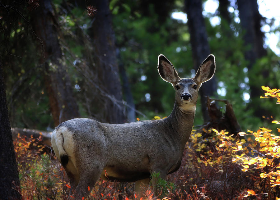 Backlit Mule Deer In Autumn Photograph by Dan Sproul