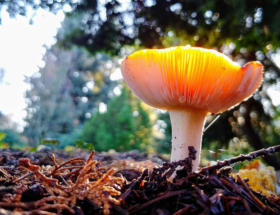 Backlit Mushroom Photograph by Darrell MacIver