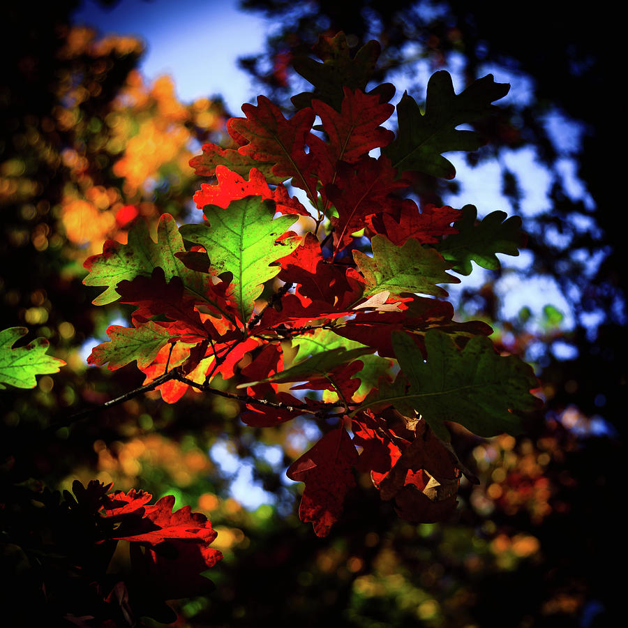 Backlit Oak Leaves Photograph by David Patterson