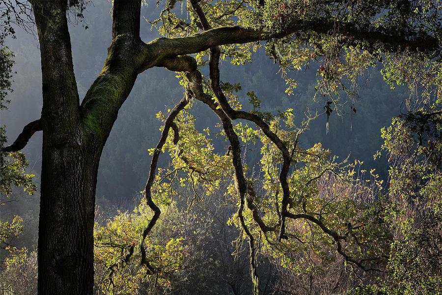 Backlit Oak on Jack Creek Road Photograph by Lars Mikkelsen