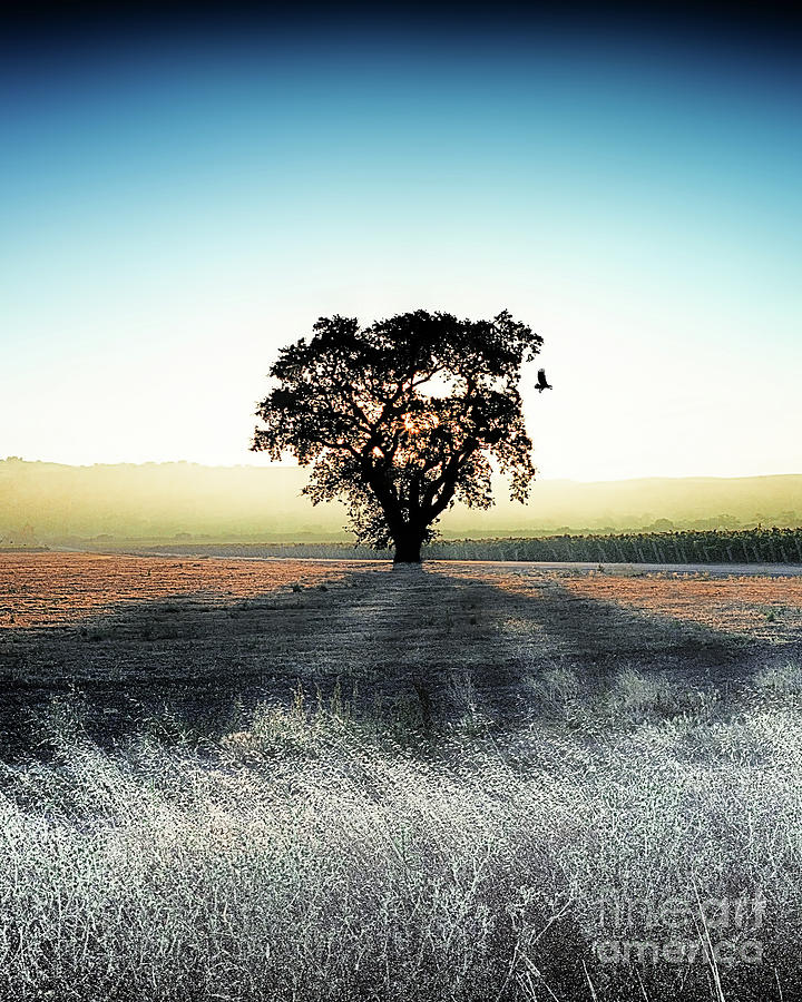 Backlit Oak Vertical, California Photograph by Don Schimmel