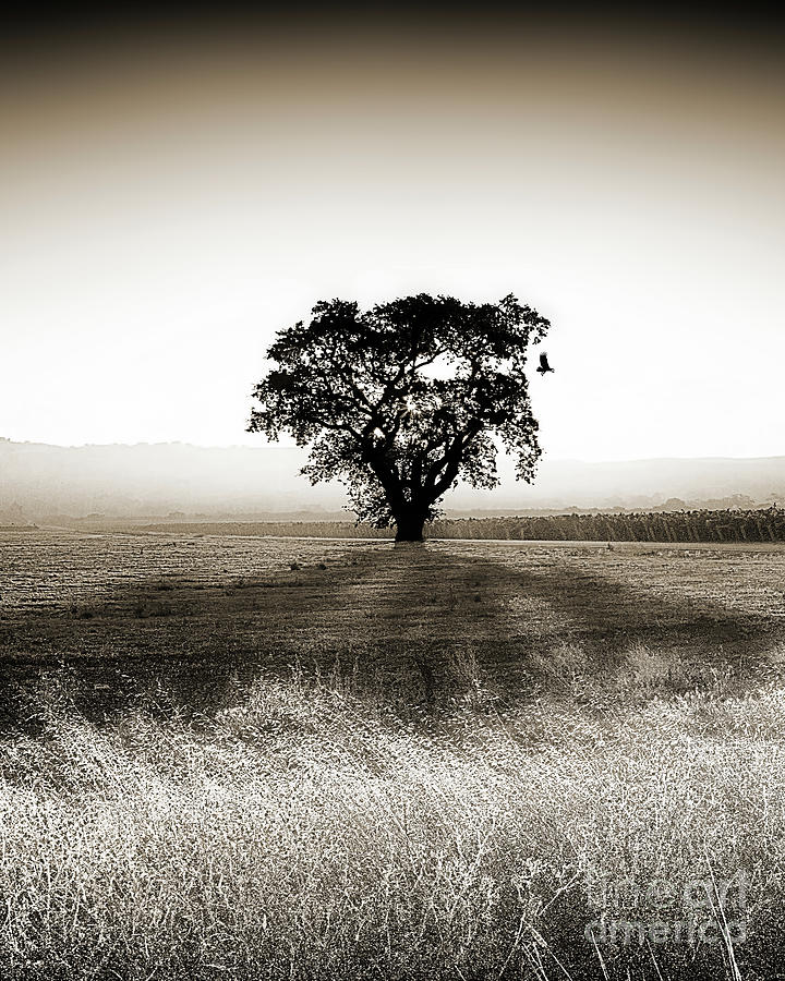 Backlit Oak Vertical Sepia, California Photograph by Don Schimmel