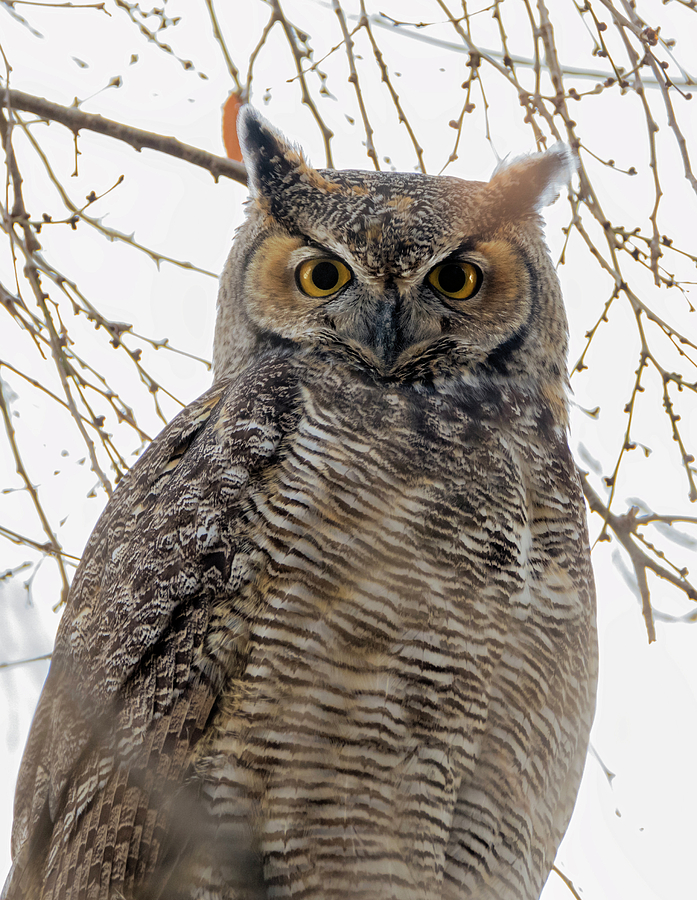 Backlit Owl Photograph by Loree Johnson