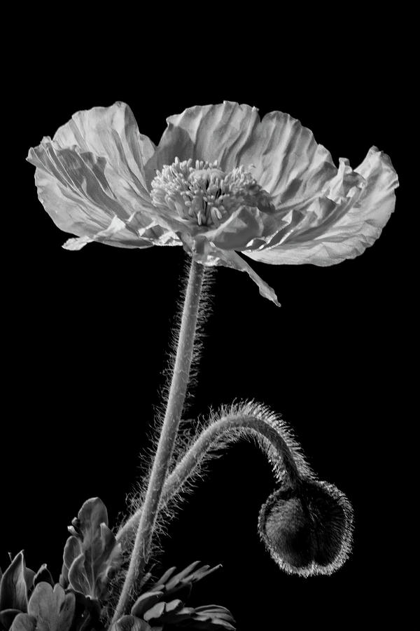 Backlit Poppy BW Photograph by Susan Candelario