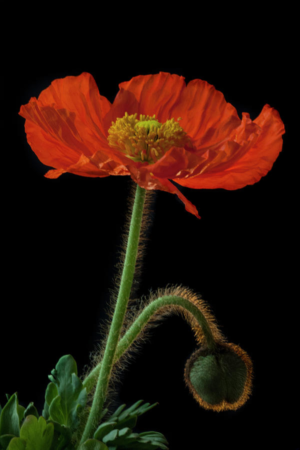 Backlit Poppy Photograph by Susan Candelario