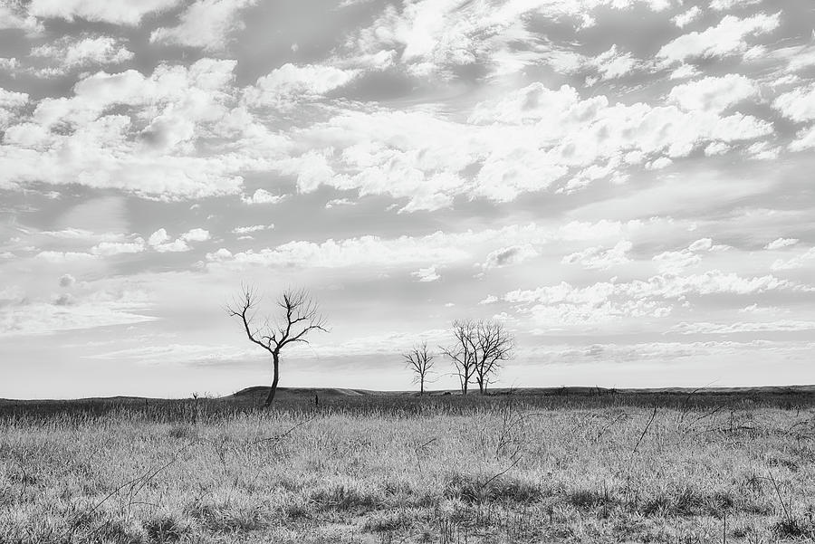 Backlit Prairie and Trees Black and White Photograph by Allan Van Gasbeck