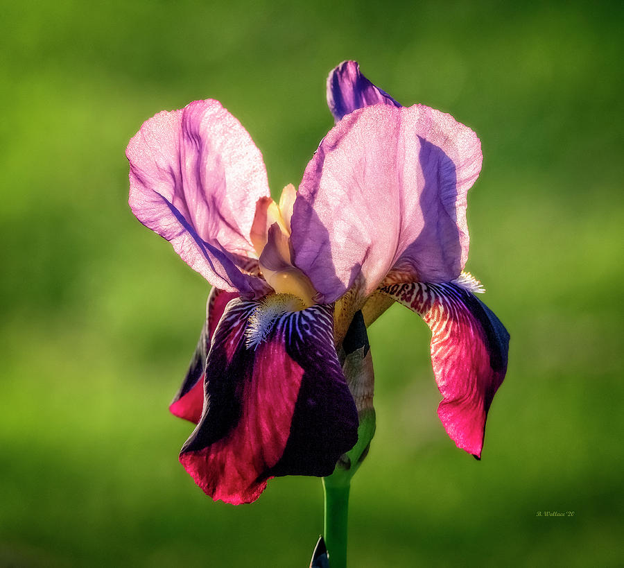 Backlit Purple Iris Photograph by Brian Wallace