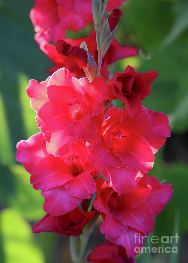 Backlit Red Gladiolus Closeup Photograph by Carol Groenen