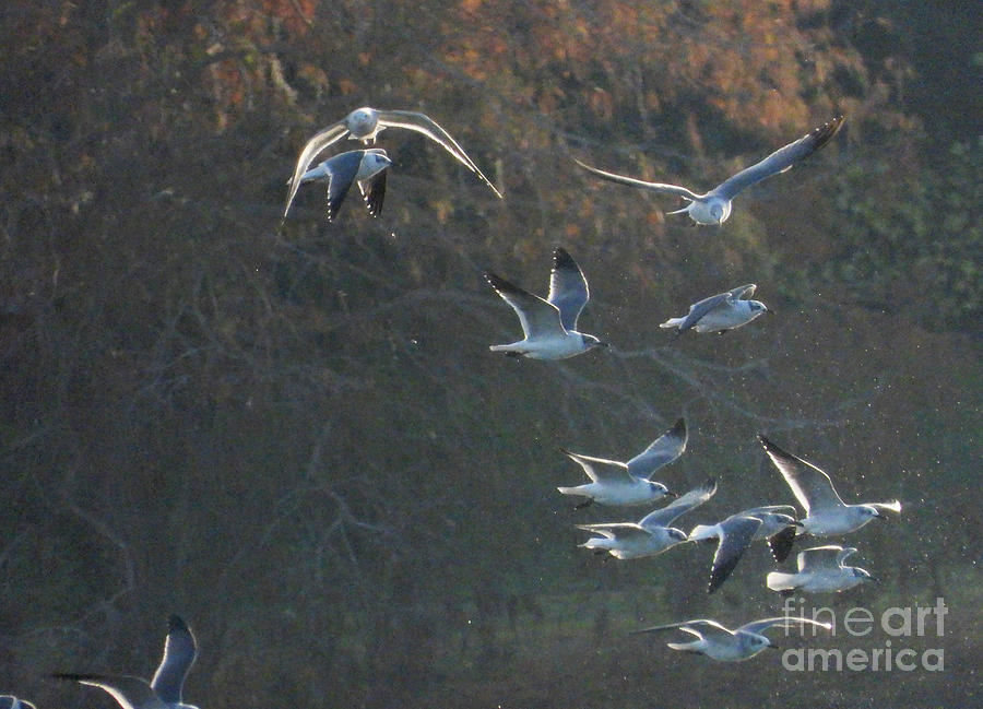 Backlit Seagulls Photograph By Steven Spak Fine Art America