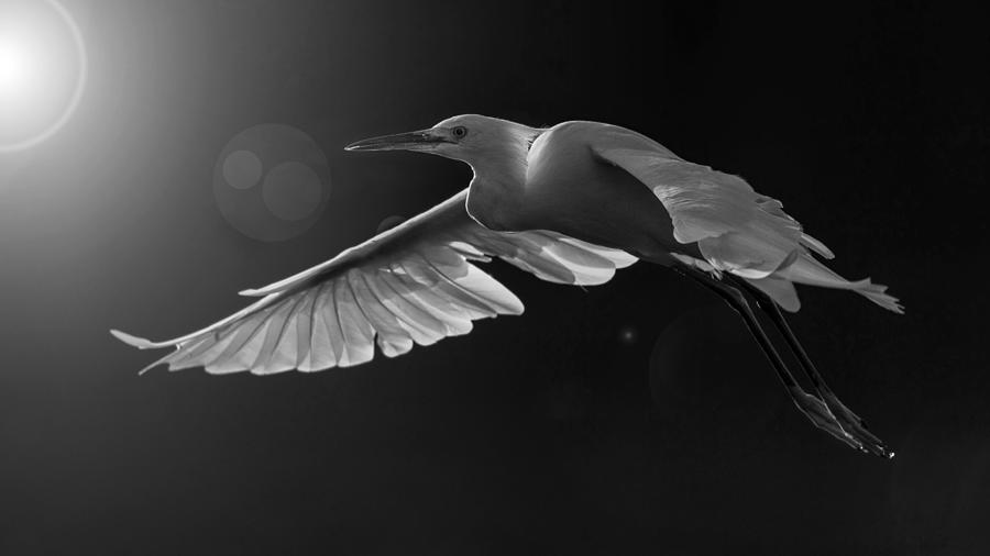 Backlit Snowy Egret. Photograph by Paul Martin