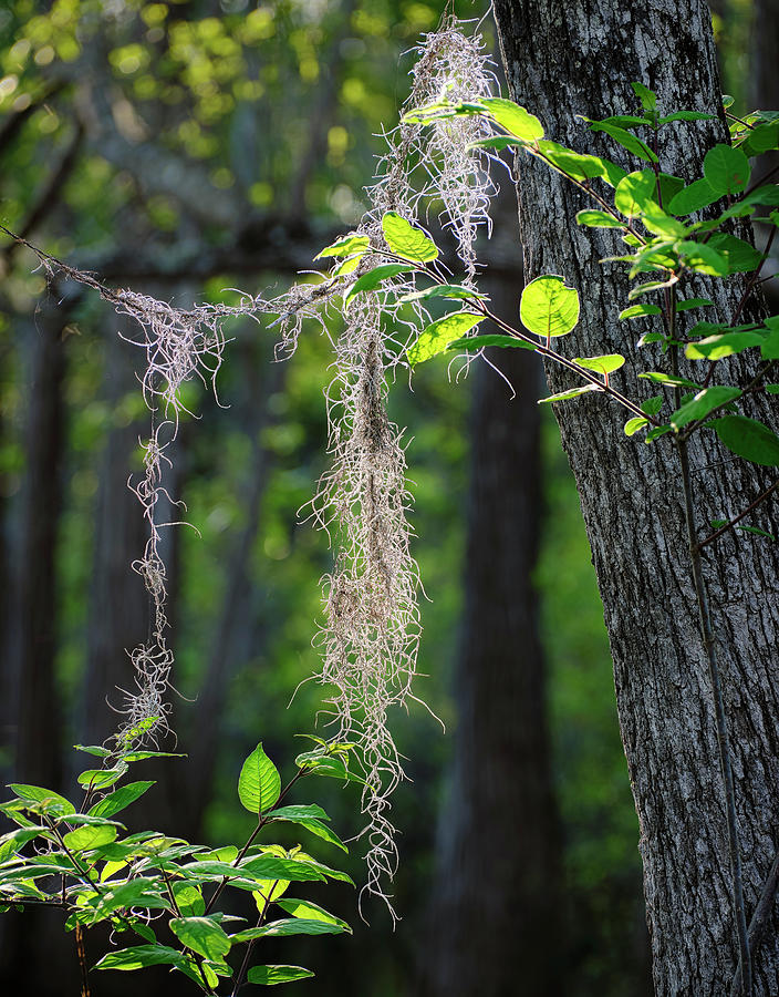 Backlit Spanish Moss Photograph by Bill Chambers