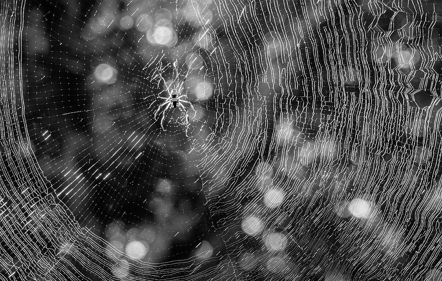 Backlit Spider and Web Along the Elliot Couse Nature Trail Photograph by Bob Decker