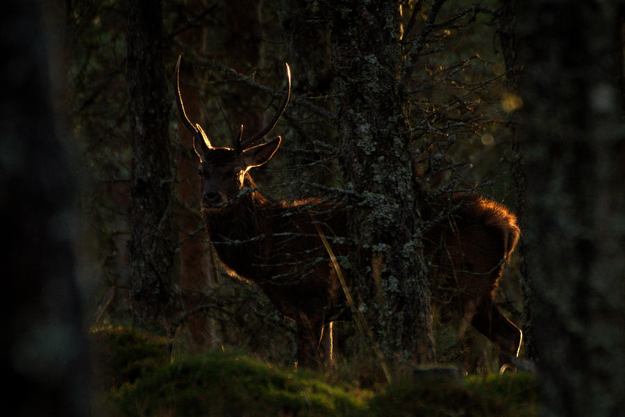 Backlit Stag Photograph by Gavin MacRae