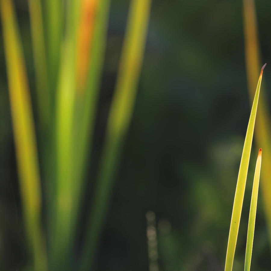 Backlit Summer Field Grass Photograph by Decoris Art