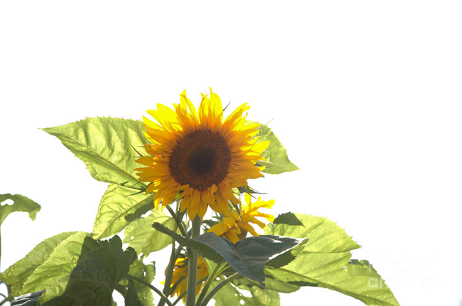Backlit Sunflower Photograph by Kae Cheatham