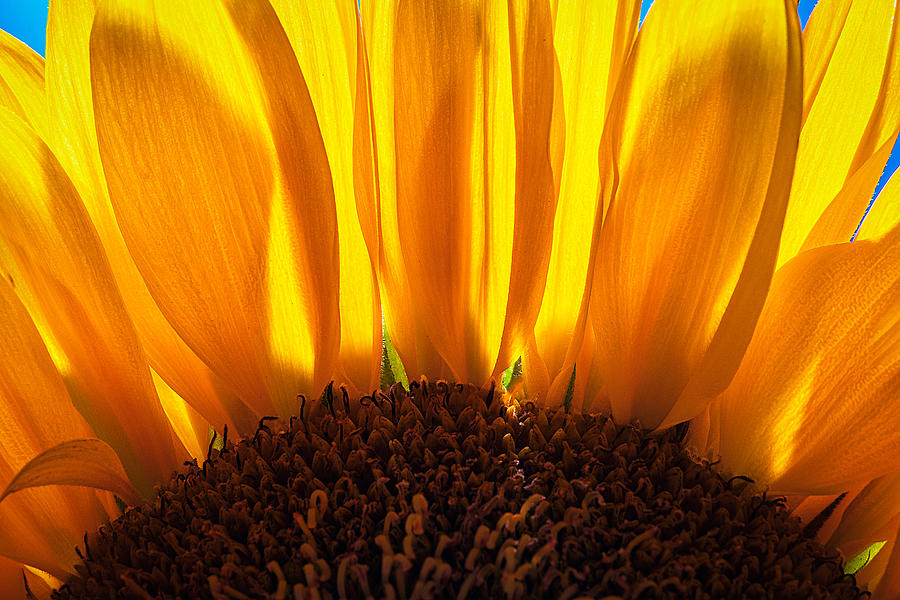 Backlit Sunflower Macro #2 Photograph by Stuart Litoff