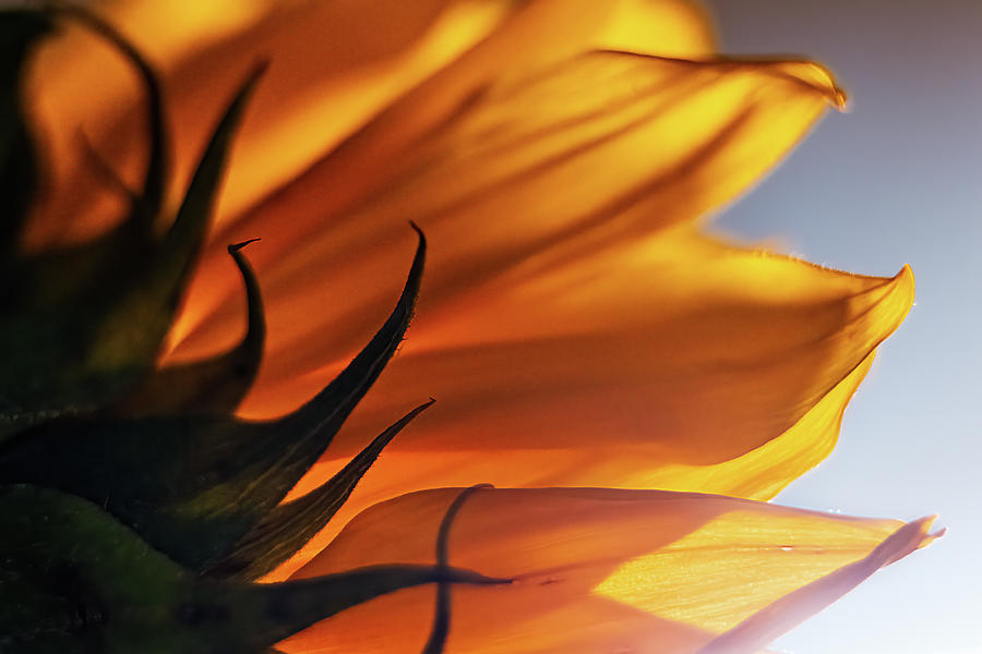 Backlit Sunflower Macro #3 Photograph by Stuart Litoff