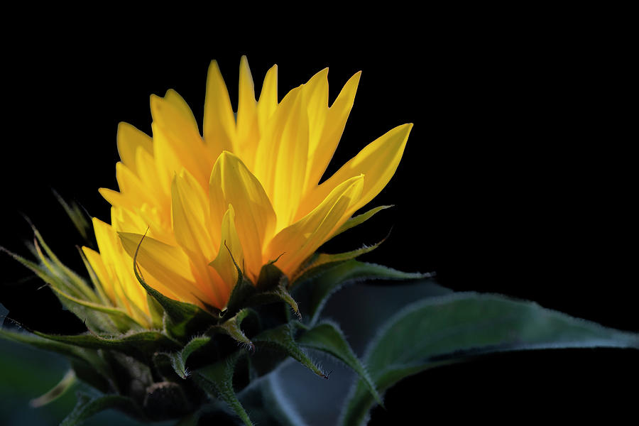 Alberta Photograph - Backlit Sunflower by Phil And Karen Rispin